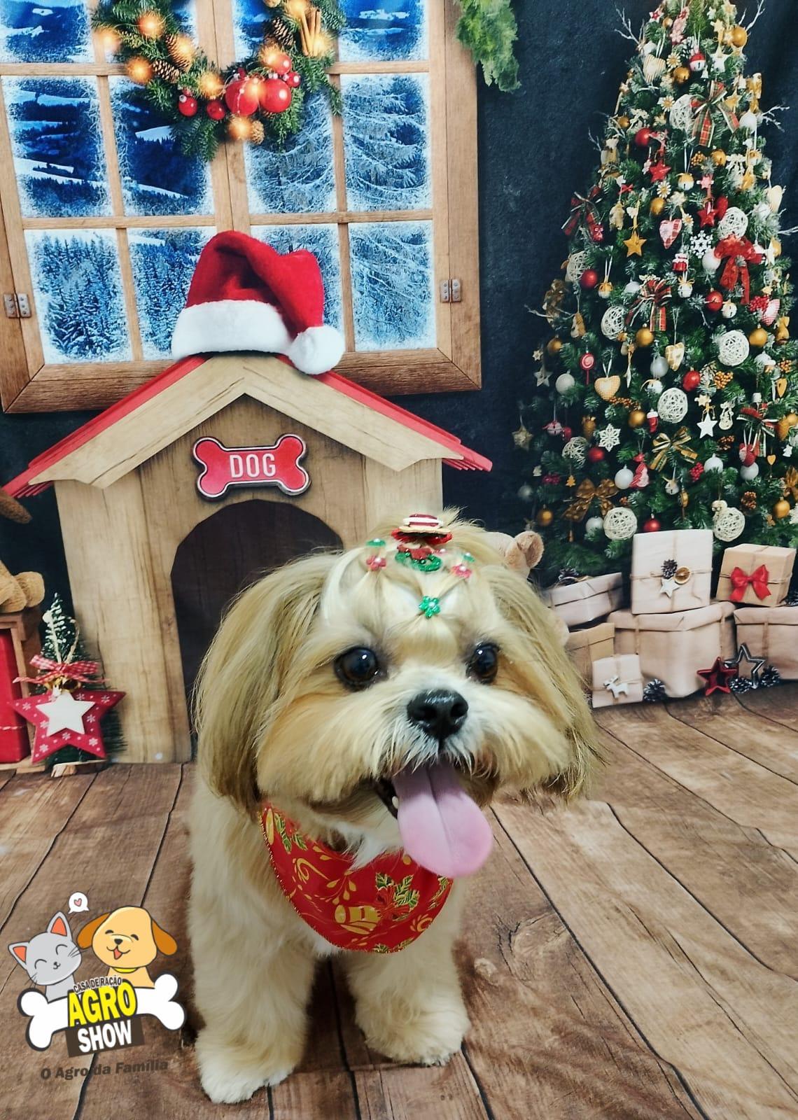 Banho e Tosa 2