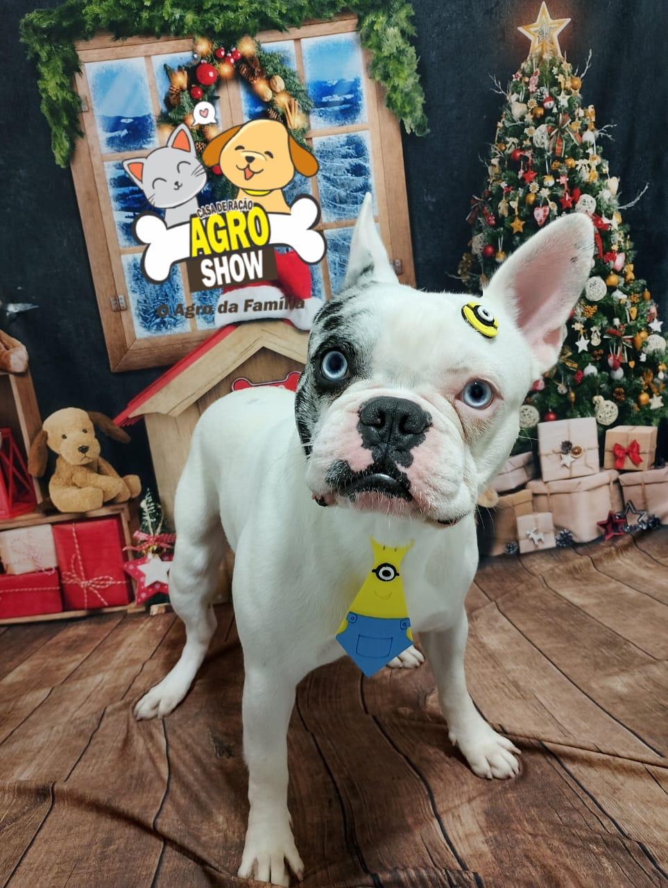 Banho e Tosa 5